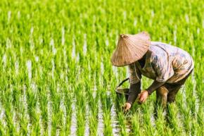 Alat Pertanian Dikuasai Oknum Perangkat Desa, Petani Desa Pamotan Gigit Jari