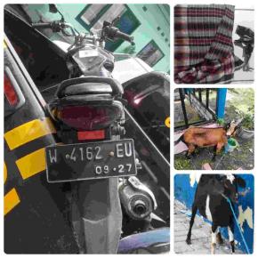 Polisi Ringkus Pemuda Curi Kambing Disembunyikan di Dalam Sarung